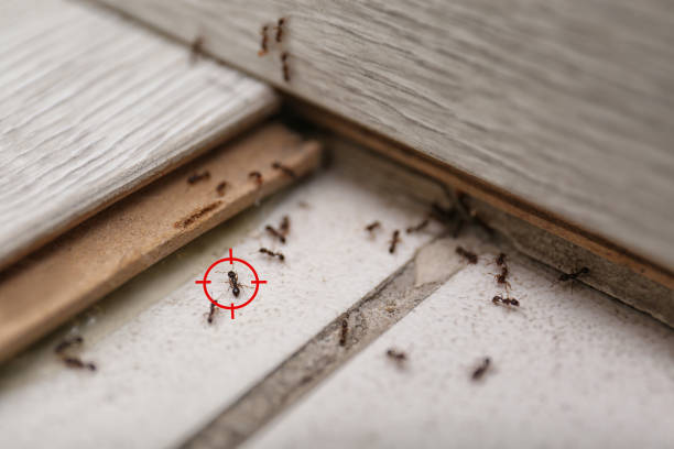 Best Cockroach Control Services  in Westlake Vlage, IL