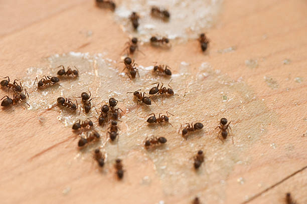 Best Residential Pest Control  in Westlake Vlage, IL
